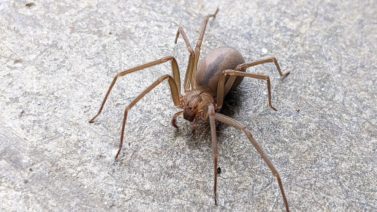 Aranha-marrom (Loxosceles reclusa) em detalhe