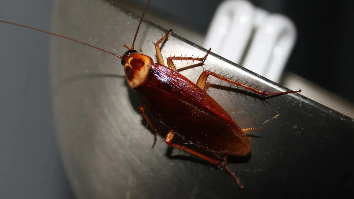 Barata americana (Periplaneta americana) em ambiente doméstico