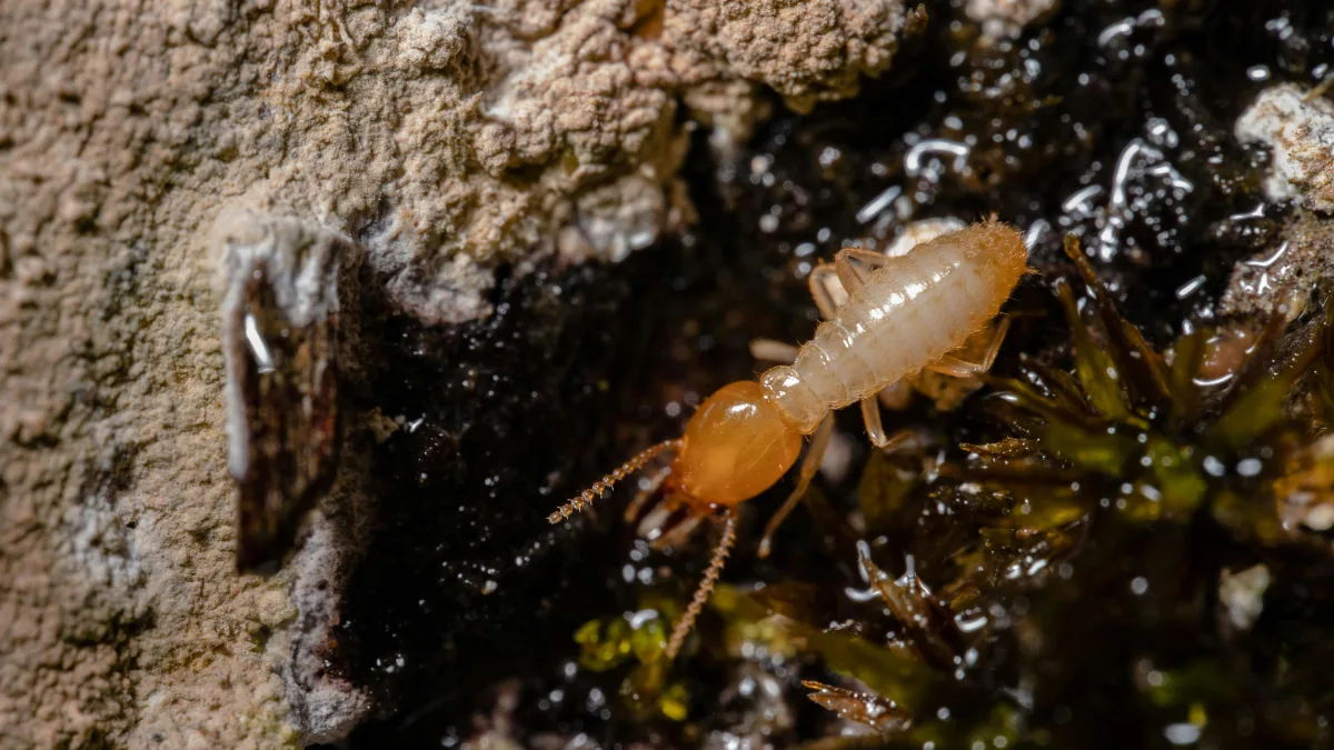 Cupim subterrâneo (Coptotermes gestroi) em colônia