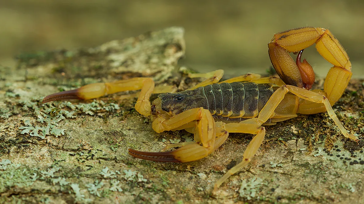 Escorpião-amarelo (Tityus serrulatus) em posição de alerta