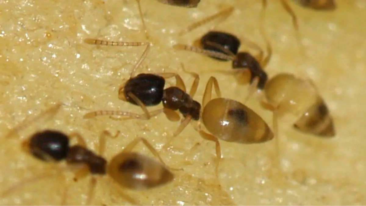 Formiga-fantasma (Tapinoma melanocephalum) em macro