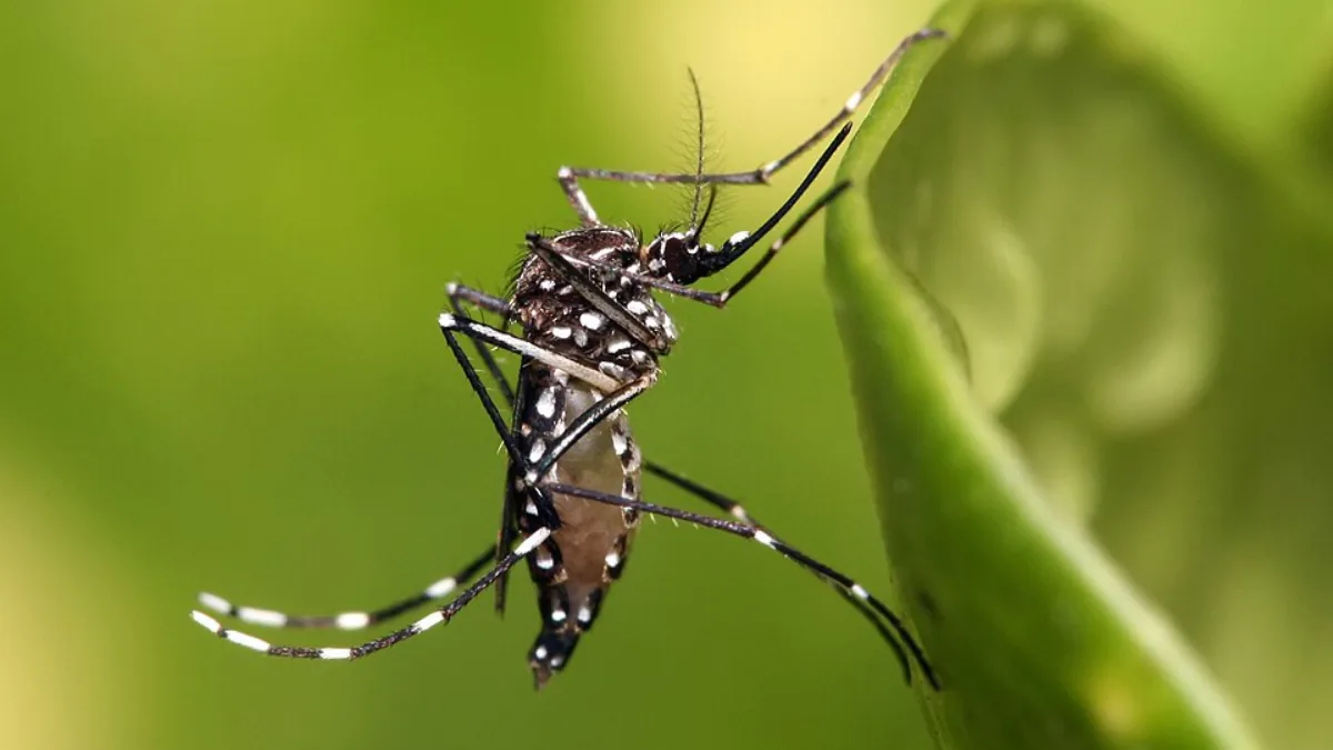 Mosquito Aedes aegypti, vetor da dengue, em macro