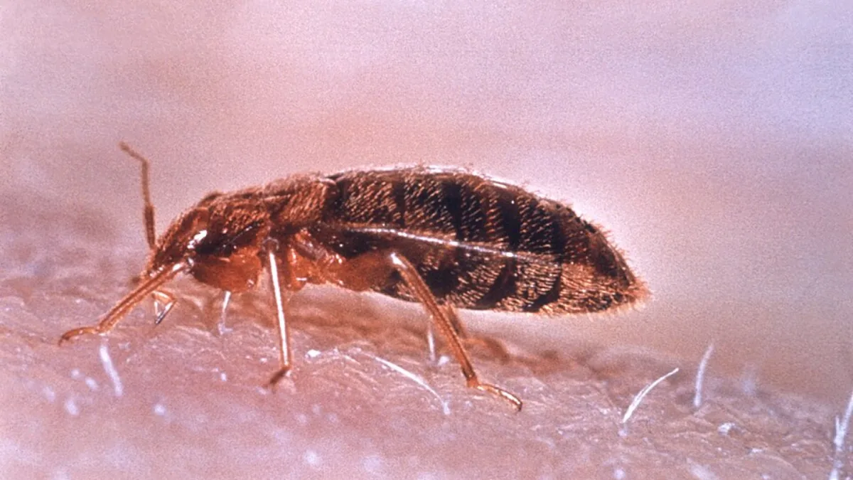 Percevejo de cama (Cimex lectularius) ampliado