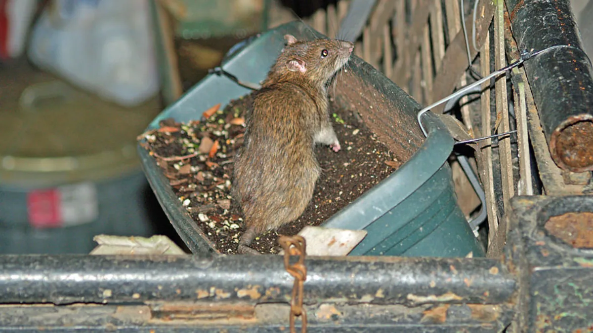 Rato em ambiente urbano